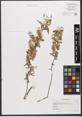 Foto von Salix wilhelmsiana M. Bieb.